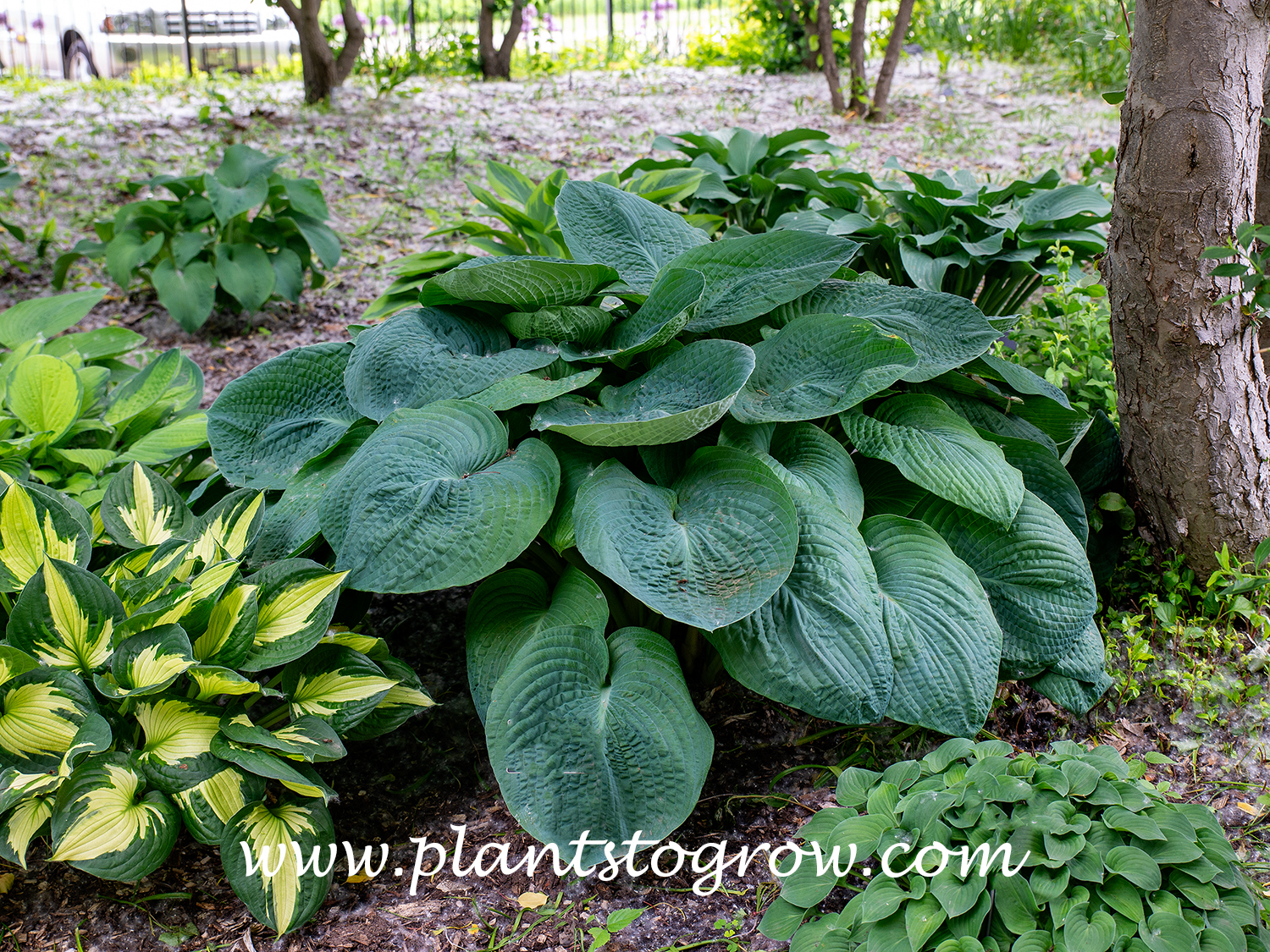 Hosta Helen Doriot